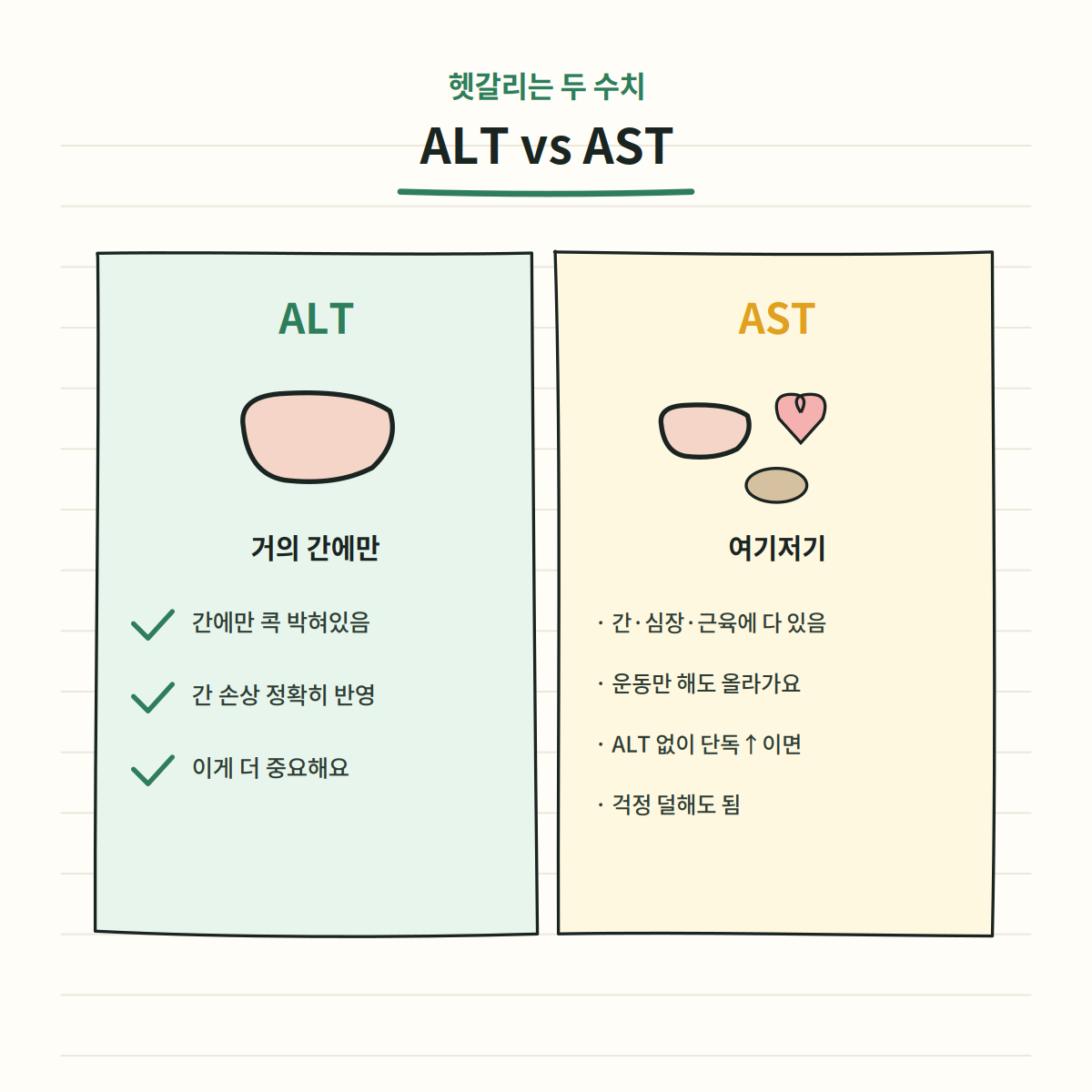 ALT와 AST 차이 - ALT는 간에만, AST는 간 심장 근육에 분포